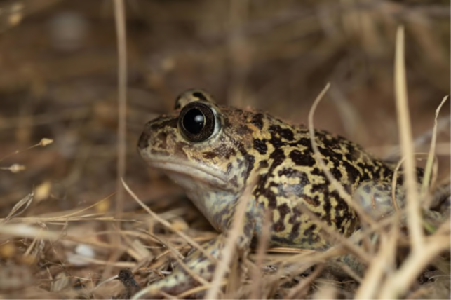 Pelobate cultripède